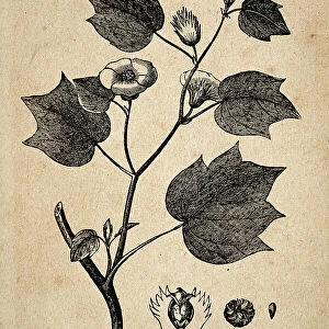 Vintage illustration, Gossypium barbadense cotton plant 19th Century