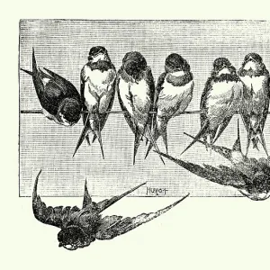 Vintage illustration Swift's perching on a telegraph line, Birds Wildlife Art