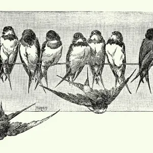 Vintage illustration Swift's perching on a telegraph line, Birds Wildlife Art Vintage illustration Swift's perching on a telegraph line, Birds Wildlife Art