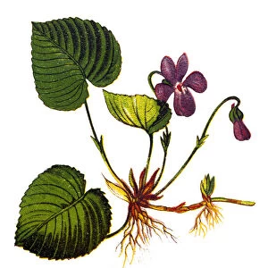 Viola odorata is commonly known as wood violet, sweet violet, English violet, common violet, florists violet, or garden violet