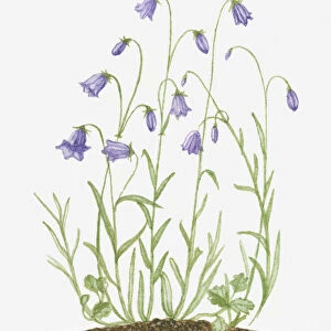 violet, bell, blue, botany, campanula rotundifolia, cut out, day, flora, flower, fragility
