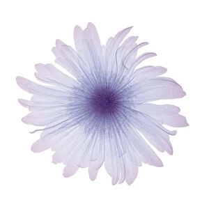 Violet flower, X-ray