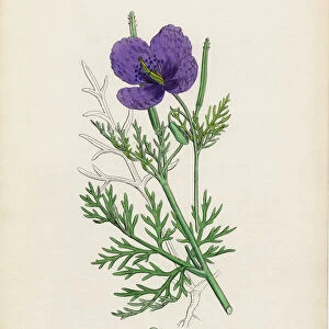 Violet Horn Poppy, Roemeria hybrida, Victorian Botanical Illustration, 1863