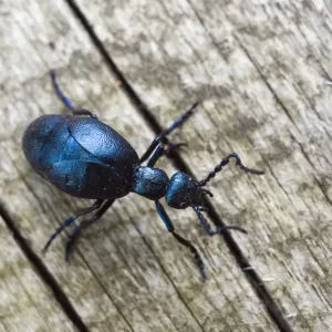 Violet Oil-Beetle Print Violet Oil-Beetle Print