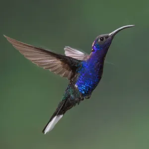 Campylopterus hemileu Print - Large Hummingbird Image Campylopterus hemileu Print - Large Hummingbird Image