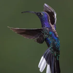 Violet Sabrewing, Campylopterus hemileucurus Violet Sabrewing, Campylopterus hemileucurus