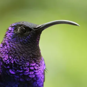 Colibrí Sabrewing Violeta Colibrí Sabrewing Violeta