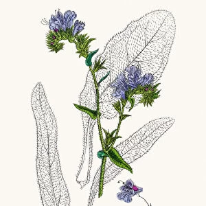 Vipers bugloss blueweed flower