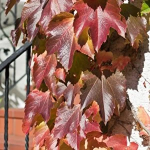 Virginia creeper (Parthenocissus tricuspidata) on a house wall