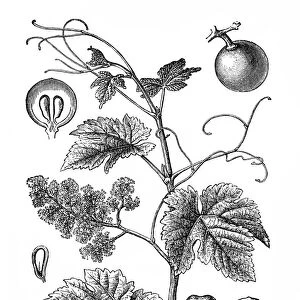 Vitis vinifera (common grape vine)