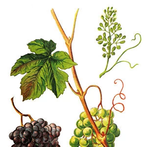 Vitis vinifera (common grape vine)