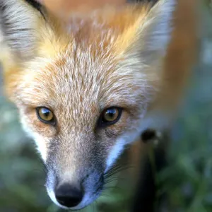 Vixen fox caught out in open in Newfoundland