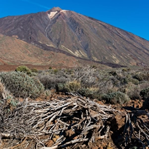 Volcanic soil and vegetation near Teide