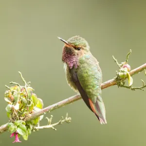 Volcano Hummingbird (Selasphorus flammula)
