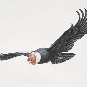Vultur gryphus, Andean Condor in flight