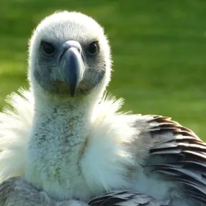 Vulture Vulture