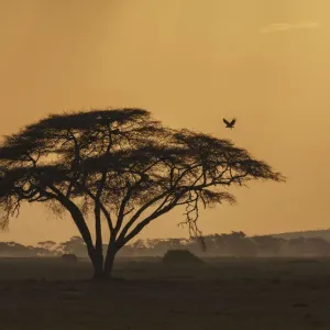 Hooded Vulture Print over Acacia at Sunset Hooded Vulture Print over Acacia at Sunset