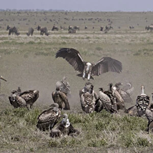 Vultures (Gyps Rueppellii) and Marabou Stork (Leptoptilos crumenifer) feeding on carcass, Ngorongoro Conservation Area, Tanzania