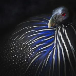 Vulturine Guinea Fowl Print Vulturine Guinea Fowl Print