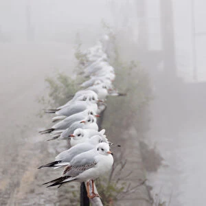 waiting gulls