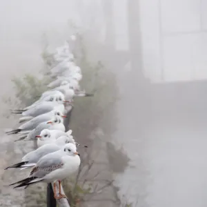 waiting gulls