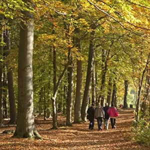 Walk in an autumnal forest, Lueneburg, Lower Saxony, Germany, Europe