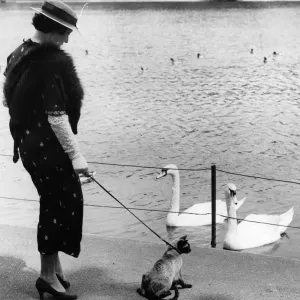 Walking The Cat Walking The Cat