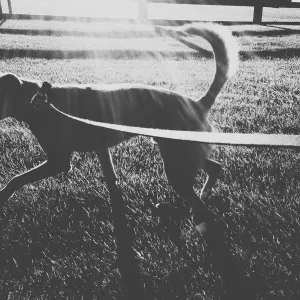 Walking the Dog Walking the Dog