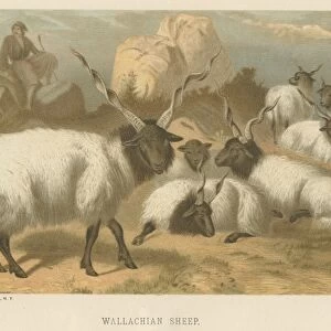 Wallachian Sheep