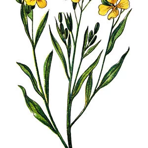 Wallflower, Cheiranthus Cheiri