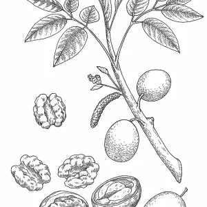 Walnut Walnut
