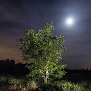 The walnut and light of the full moon The walnut and light of the full moon