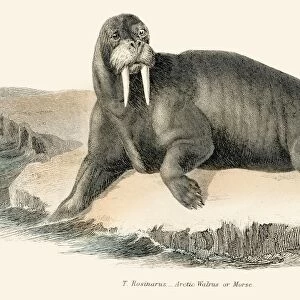 Walrus illustration 1803