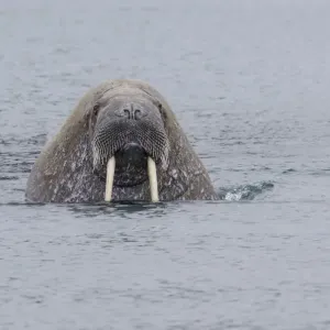 Walrus -Odobenus rosmarus-, male, Phippsoya, Sjuoyane, Svalbard Archipelago, Svalbard and Jan Mayen, Norway Walrus -Odobenus rosmarus-, male, Phippsoya, Sjuoyane, Svalbard Archipelago, Svalbard and Jan Mayen, Norway