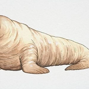 Walrus (odobenus rosmarus), side view