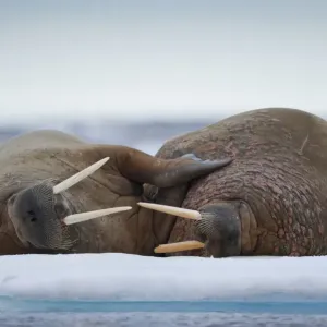 Walrus, Svalbard Walrus, Svalbard