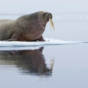 Walrus, Svalbard Walrus, Svalbard