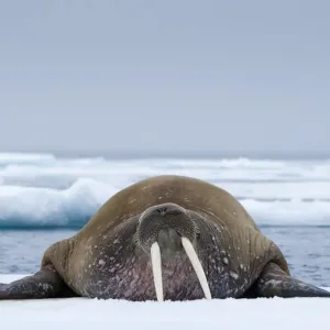 Walrus, Svalbard Walrus, Svalbard