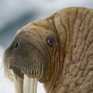 Walrus Print on Iceberg, Svalbard Walrus Print on Iceberg, Svalbard