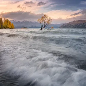That Wanaka Tree at sunset Wanaka, New Zealand