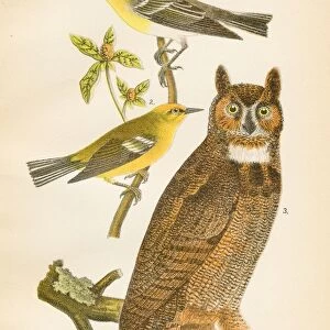 Warbler Owl Vireo bird lithograph 1890