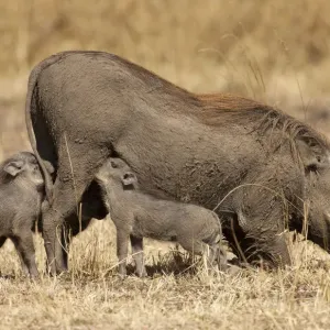Schweinwildart Phakochöra afrikanischer Stammes, stillt die Jungen Schweinwildart Phakochöra afrikanischer Stammes, stillt die Jungen