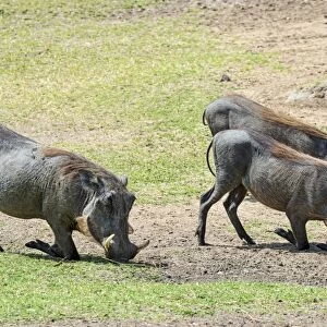 Warthogs -Phacochoerus africanus-, Msai Mara National Reserve, Kenya