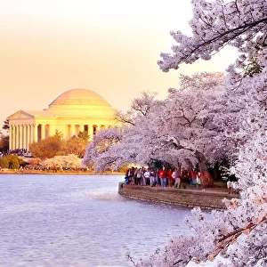 Washington DC cherry blossom