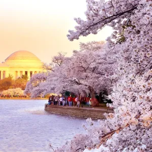 Washington D.C. Cherry Blossom Print at Jefferson Memorial Washington D.C. Cherry Blossom Print at Jefferson Memorial