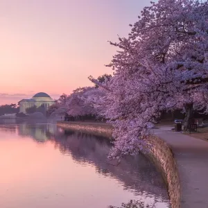 Tidal Basin Cherry Blossom Sunrise Print at Thomas Jefferson Memorial Tidal Basin Cherry Blossom Sunrise Print at Thomas Jefferson Memorial