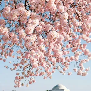 Thomas Jefferson Memorial