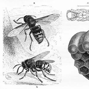 Wasp engraving 1884