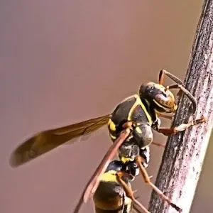 Wasp Feeding Over Stem Print