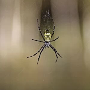 Wasp Spider -Argiope bruennichi-, Lake Federsee region, Upper Swabia, Baden-Wuerttemberg, Germany, Europe